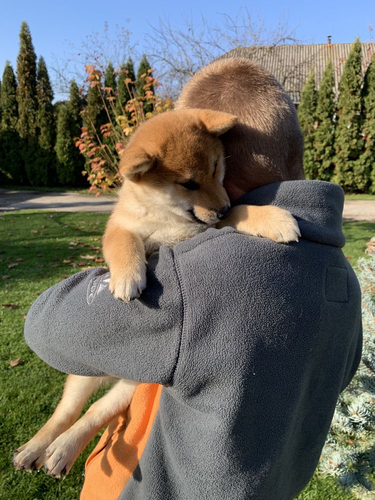 Шиба shiba inu сиба