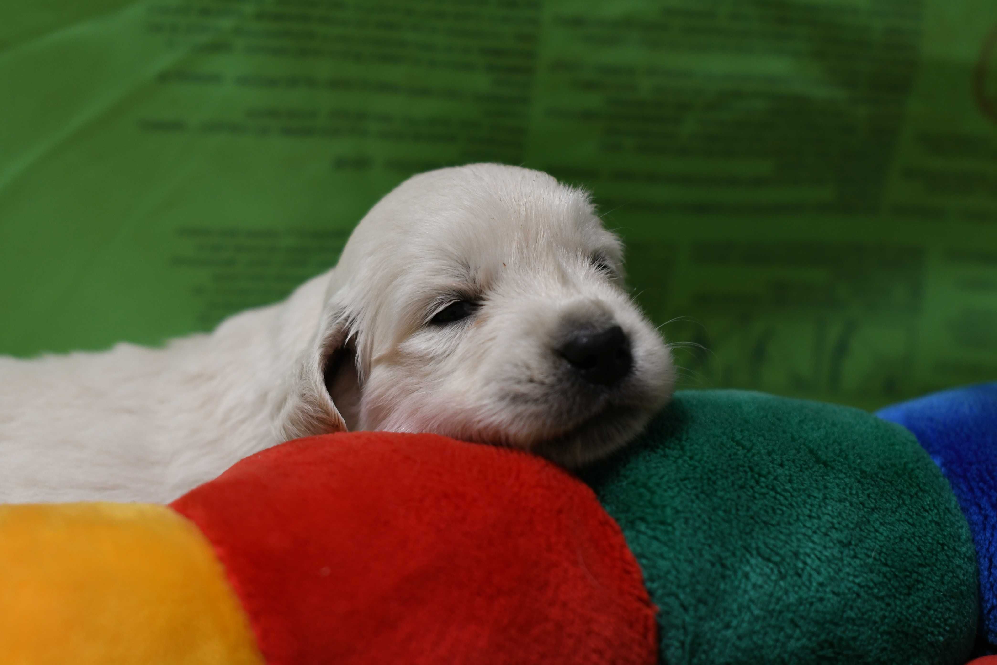 Golden retriever Związek Kynologiczny w Polsce /FCI