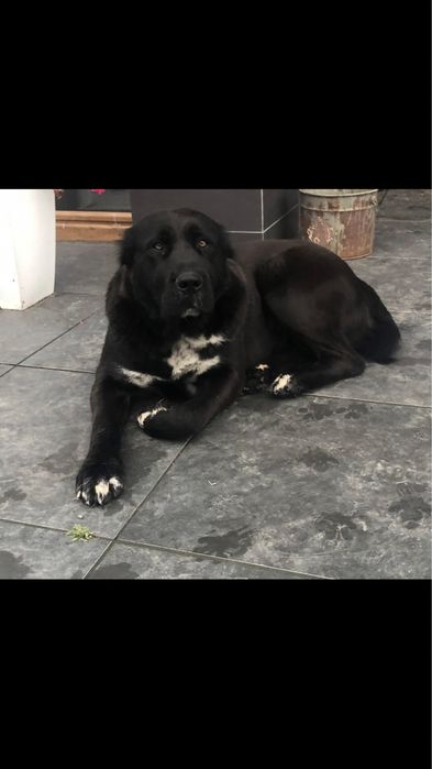 Owczarek Środkowoazjatycki szczenię Premium