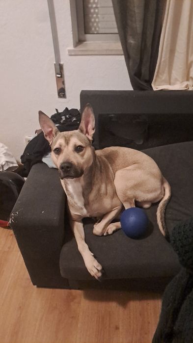 Doação de amigo de estimação