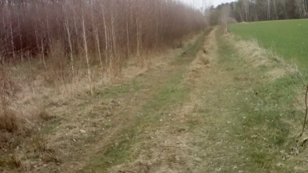 Sadzonki brzozy samosiejki bardzo ilość 0,5-4 m,  chętnie współpraca