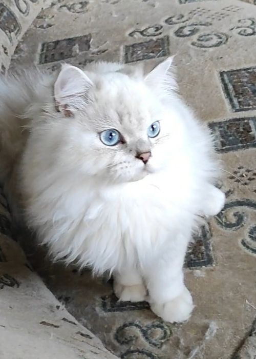 Шикарный мальчик шиншиллка поинт