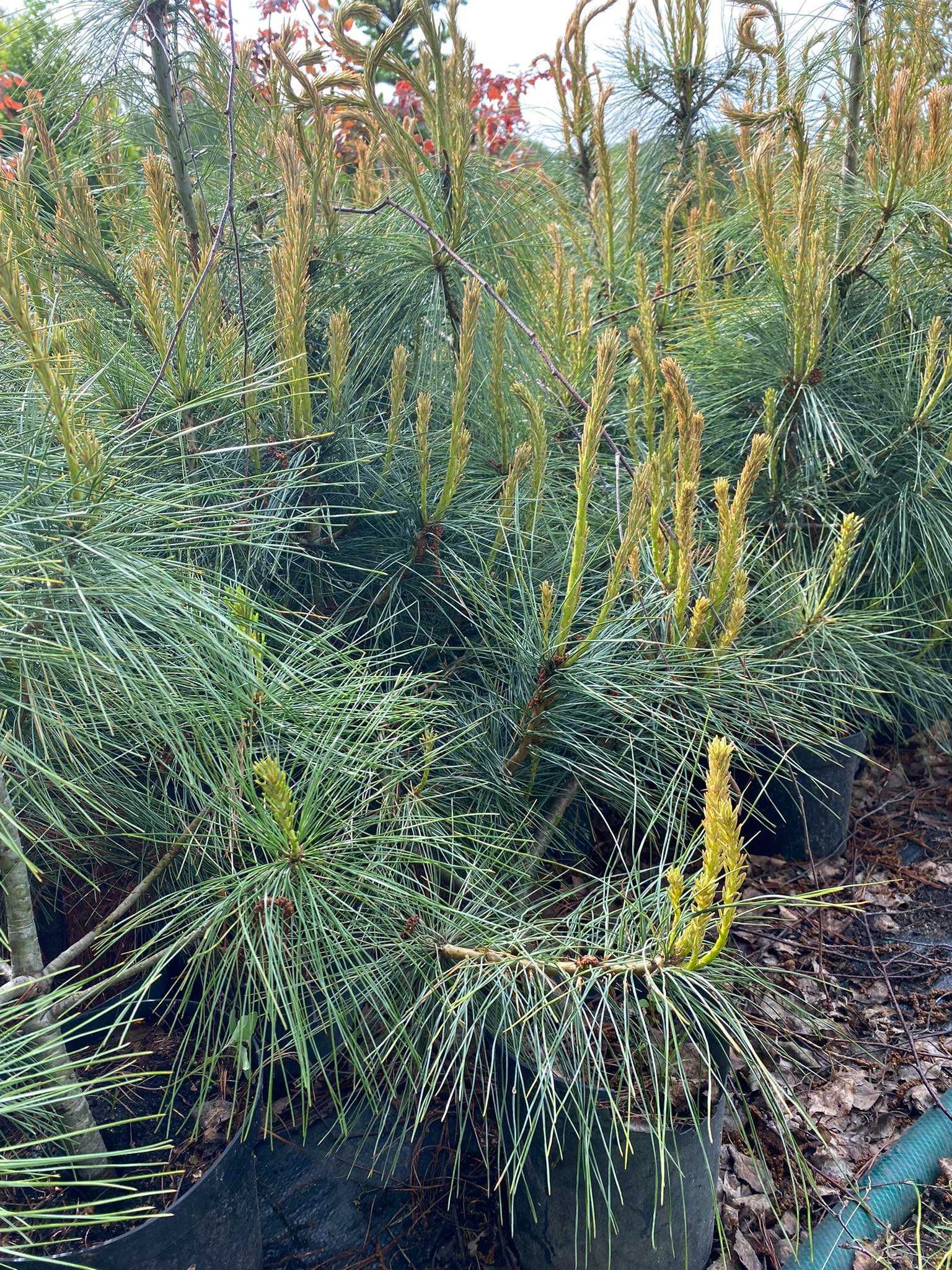 Sosna himalajska (Pinus wallichana) – 40/60cm DONICZKA