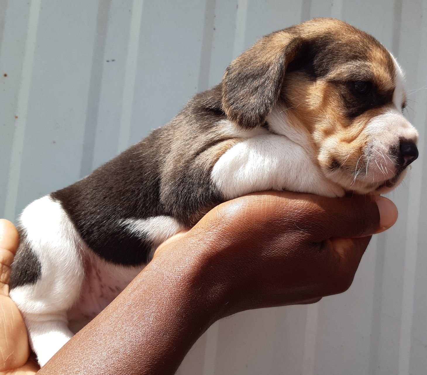 Fantástico Macho Beagle