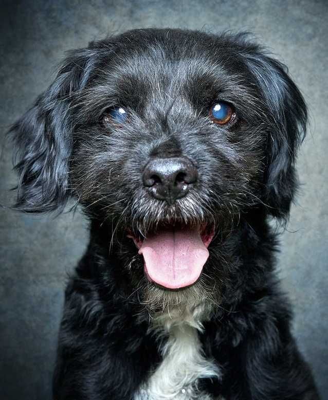 Bolinha - cão médio pequeno para adoção