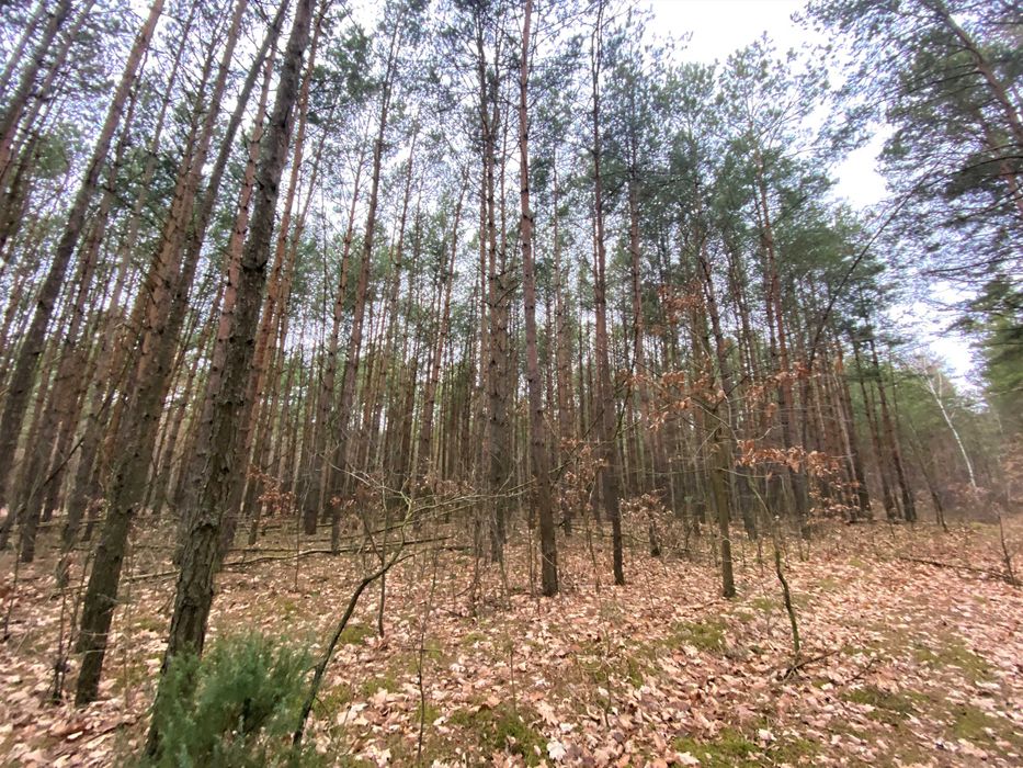 Las, działki leśne - na sprzedaż