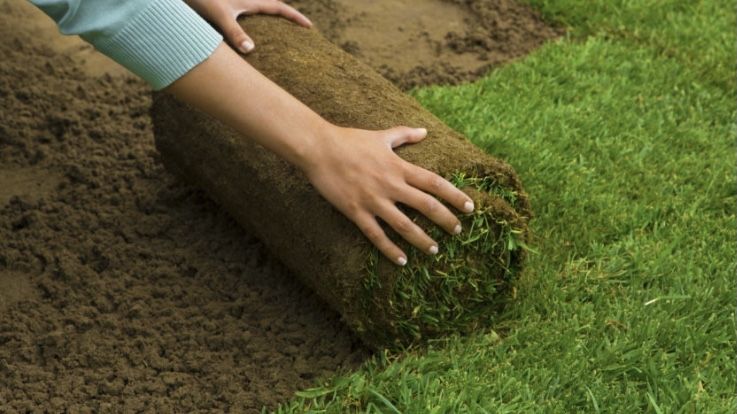 Trawa w rolce 40 m2 dostawa gratis, trawa z rolki,  TRAWNIK PREMIUM