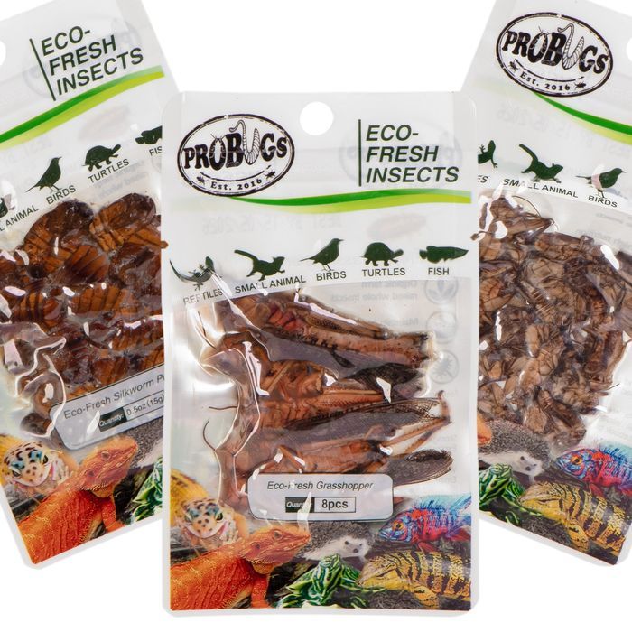 probugs reptiles set - zestaw robaków dla średnich gadów