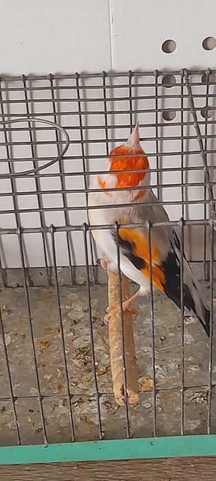 Sprzedam szczygly majory