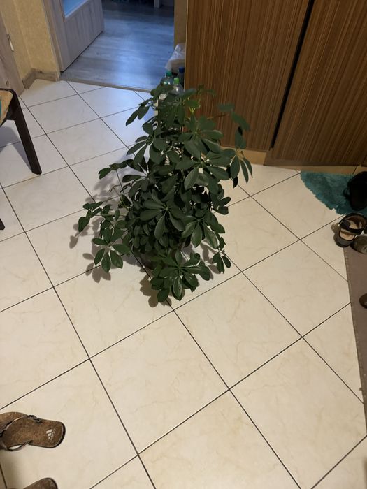 Kwiatek doniczkowy duży ładny