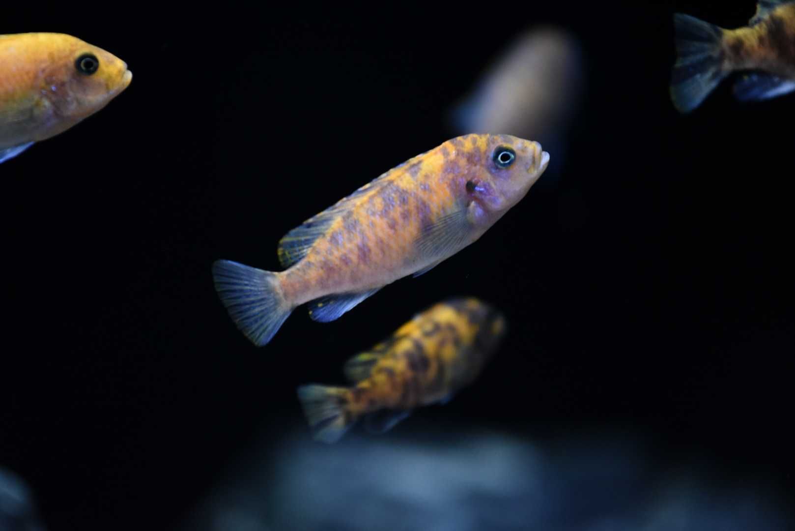 Pyszczaki Malawi Metriaclima Estherae (Minos Reef) polecam !!
