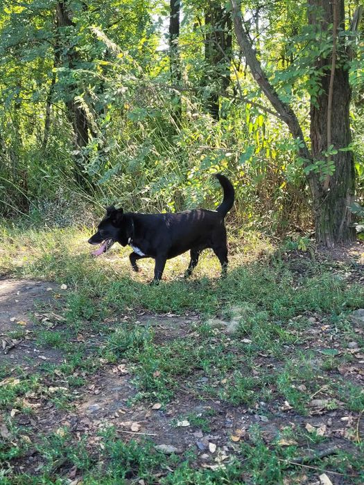 Mały czarny psiak czeka na dom!