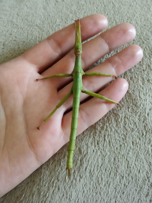 Палочники домашні тварини