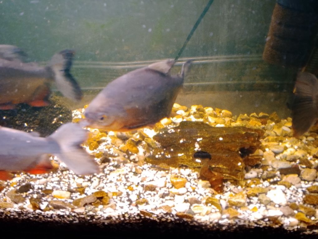 Piranie Red pacu