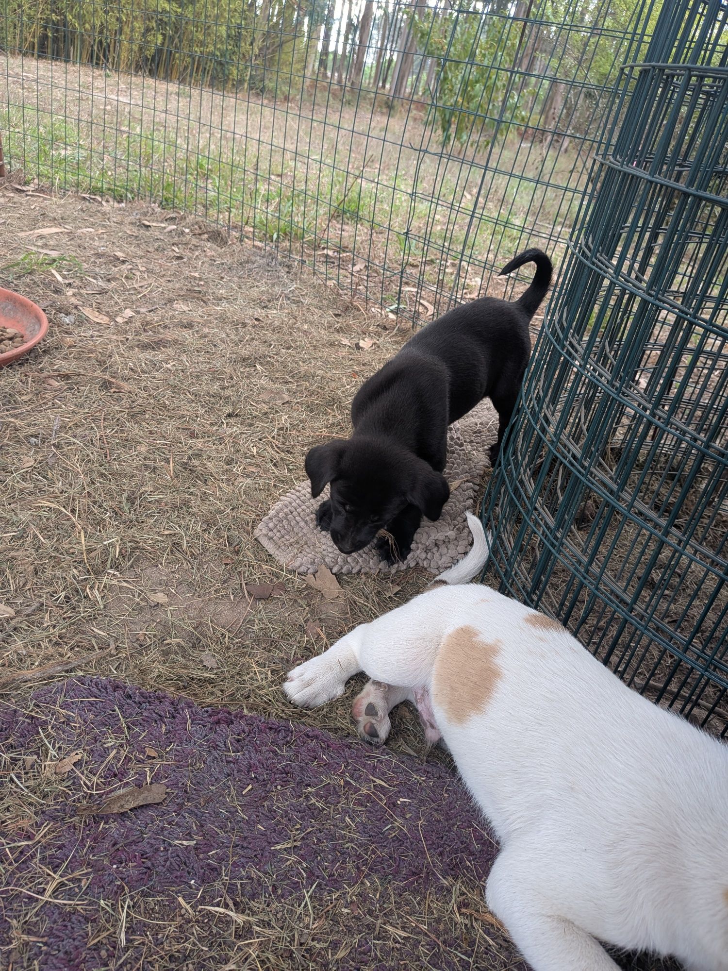 Cães para adoção responsável