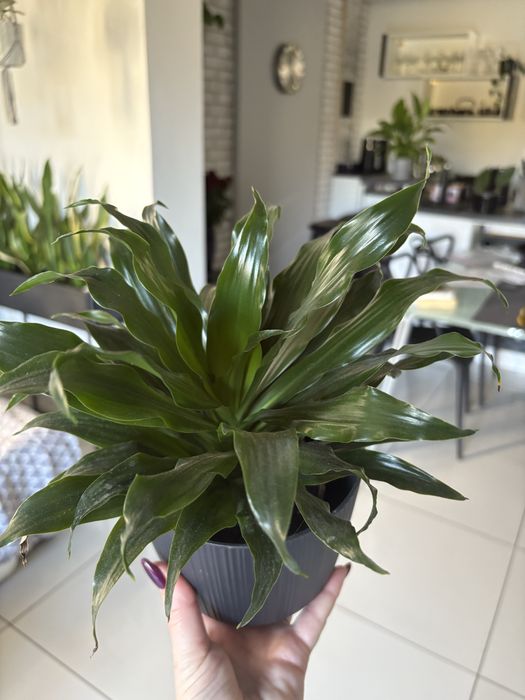 Dracena zielona