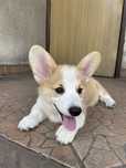Szczeniak welsh corgi pembroke
