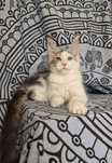 Maine Coon kocięta kotka