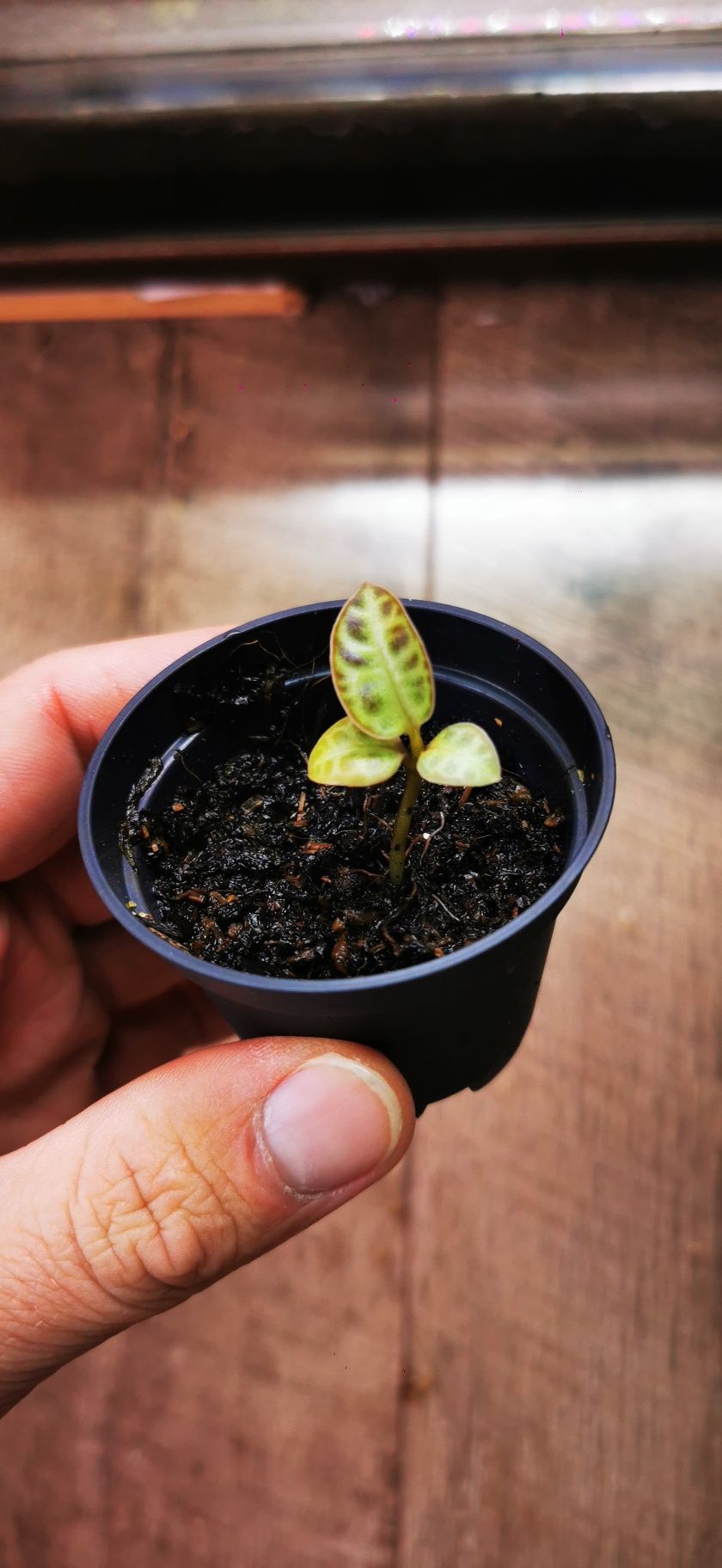 Labisia beccarii "Turtle Back"