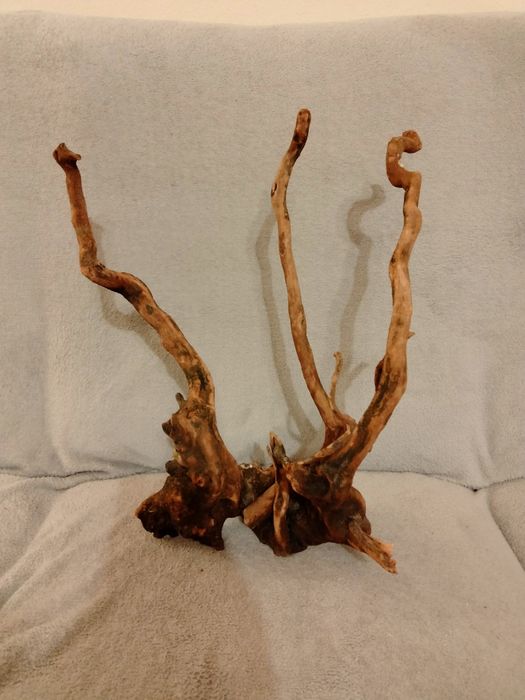 Piękny korzeń do akwarium