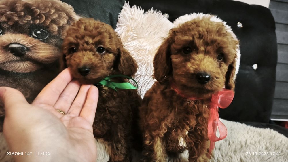 Pudel miniaturowy badania genetyczne(rodzice)