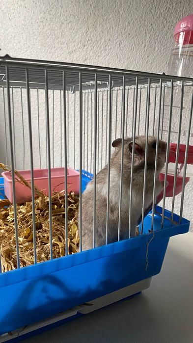 Hamsters com gaiolas completas