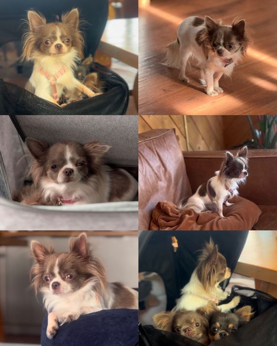 Uroczy, LILIOWY Chihuahua mini - długowłosy