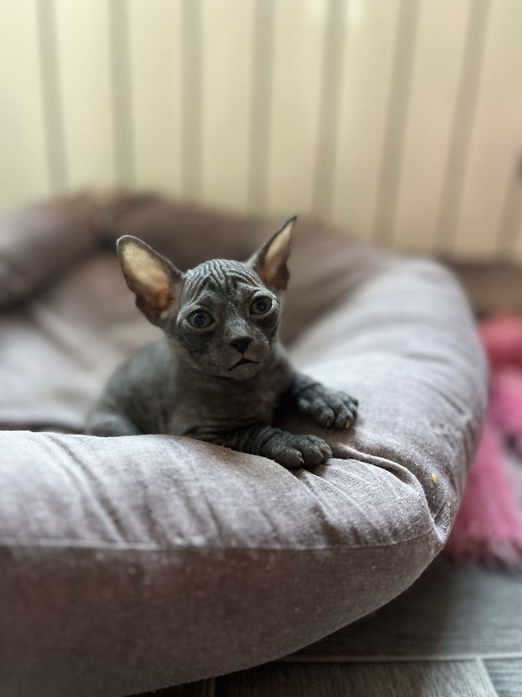 Котята донского сфинкса