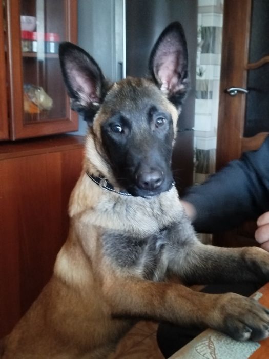 Елітне цуценя бельгійської вівчарки (малінуа)