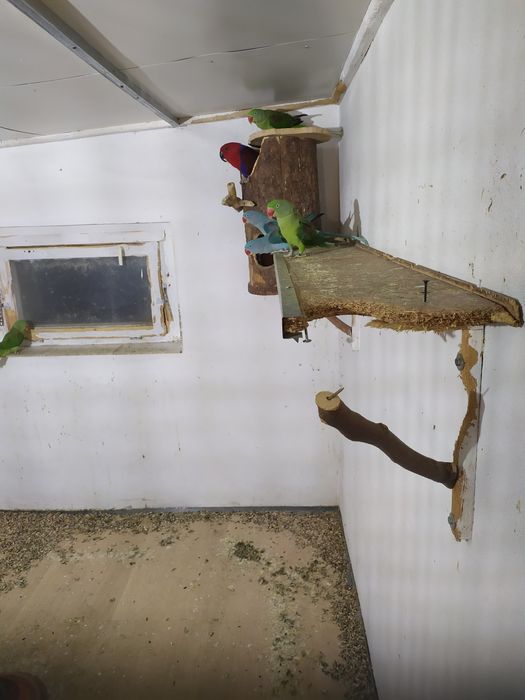 Aleksandreta Wielka mutacja niebieska .