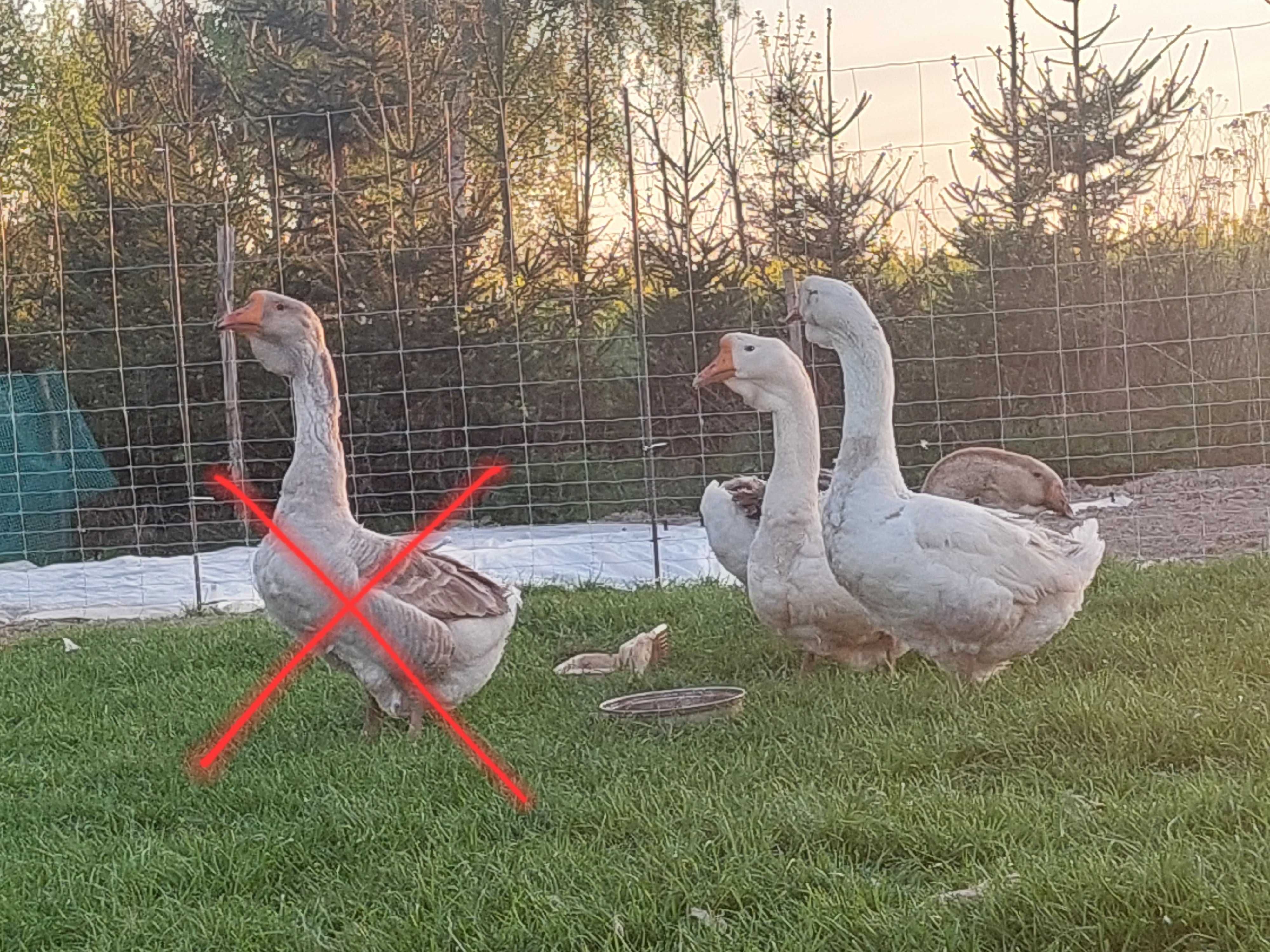 Sprzedam gęsi i gąsiory chołmogóry, cholmogory, chołmogórskie