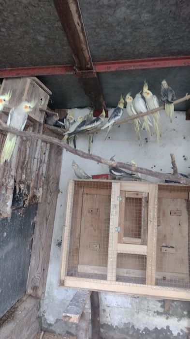 Papugi nimfy samce i samice