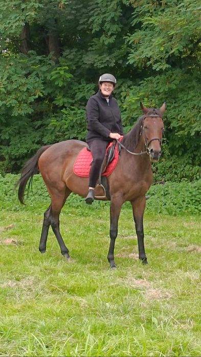 Klacz 7 letnia na sprzedaz