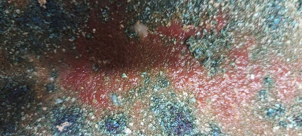 Auloforus hodowla, pojemnik zamykany  zestaw