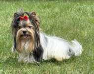 York Biewer piesek XS MINI z rodowodem Yorki Yorkshire Terrier