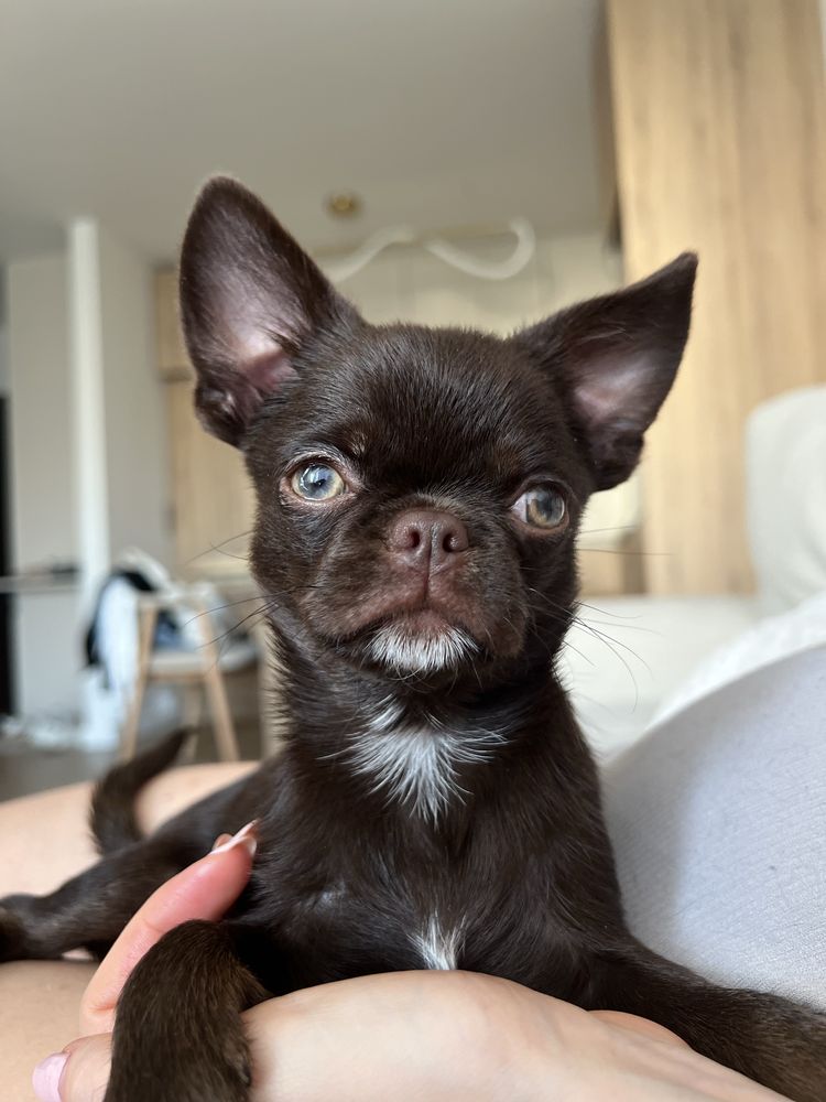 Piękny Chihuahua piesek kolor czekoladowy z Hodowli Bajeczne Urwisy