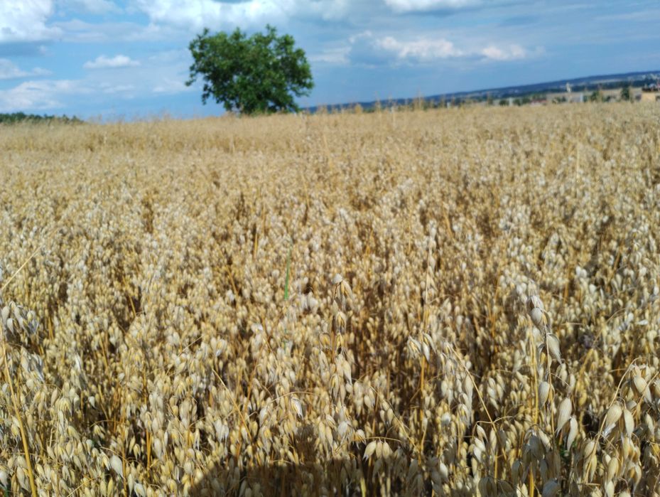 Owies  tegoroczny zbiór