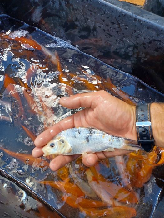 Karaś złota . Amur , Lin , Tołpyga  , Sandacz.