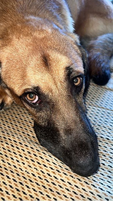 Cão para adoção ( Serra da estrela 1 ano )