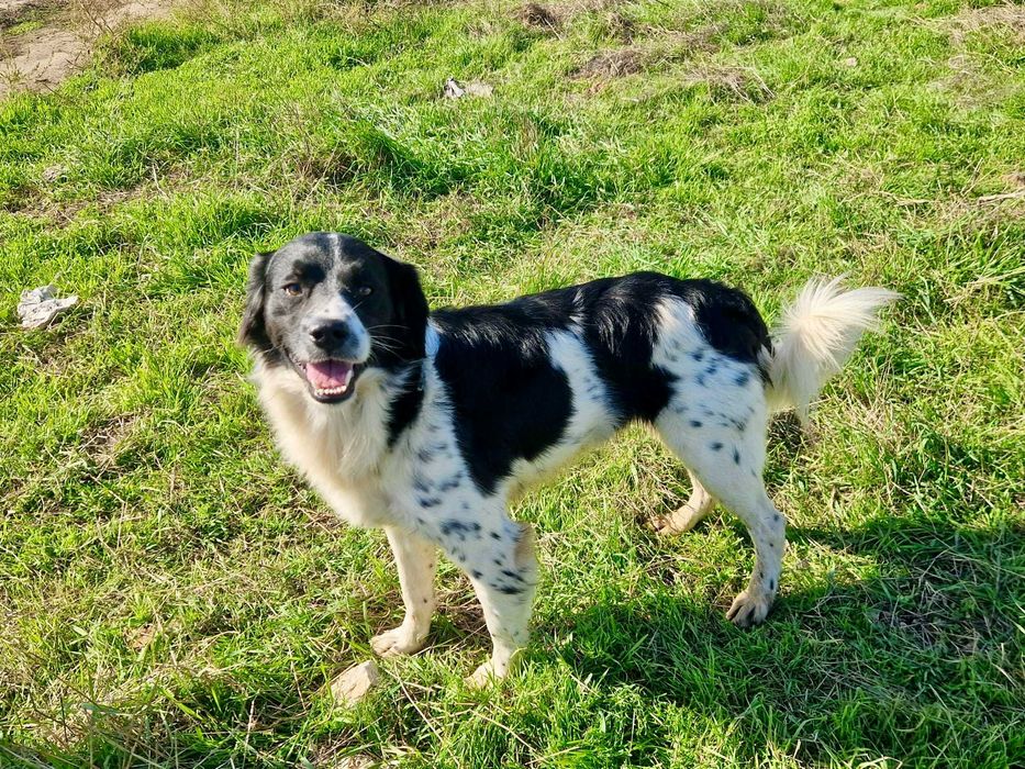 ZENEK cudowny, przyjazny i pogodny pies. Uratowany w Bułgarii