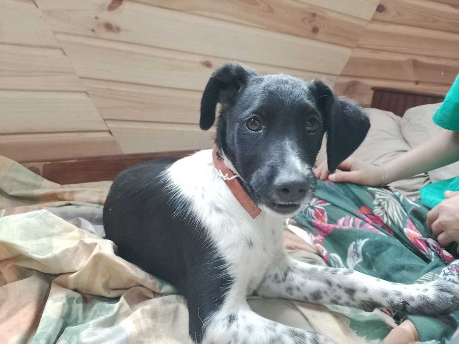 Хлопчик 6 місяців песик собака подарую тільки у хороші руки!