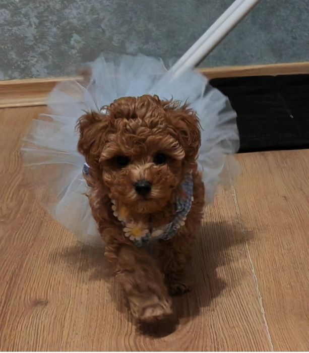 Шикарнюча ДІвчинка той пудель