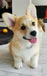 Piesek Welsh Corgi Pembroke