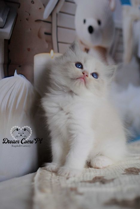 Kocurek kocur seal bicolor lynx FPL