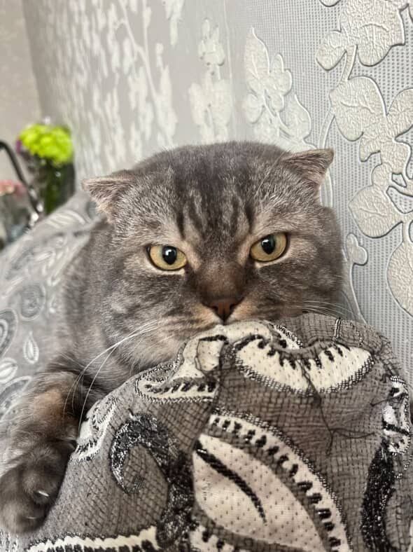 Отдам кота шотландца, 4 года
