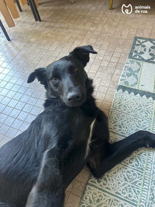 Júlio e Linda | Para Adoção