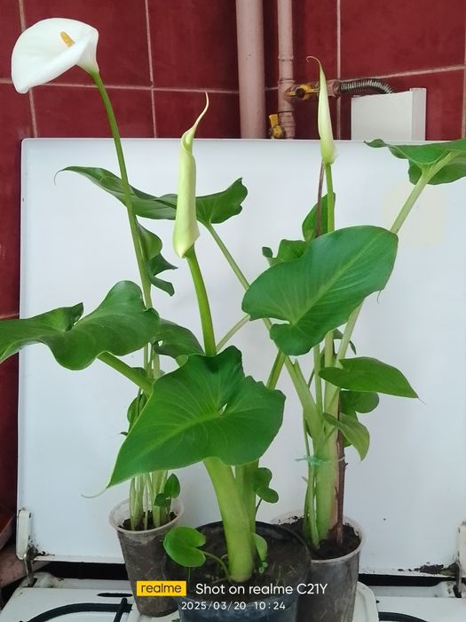 Тілландсія 3 вида, алоказія Поллі,,аспарагус Меєра,калістемон.