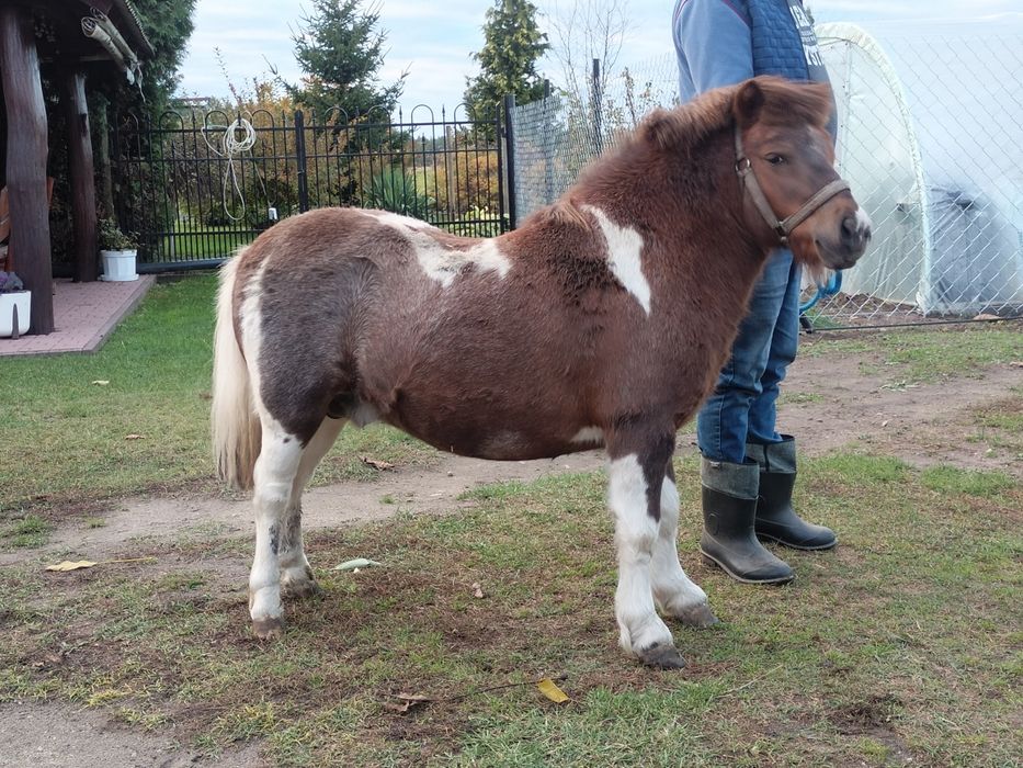 Sprzedam ogierka kucyka