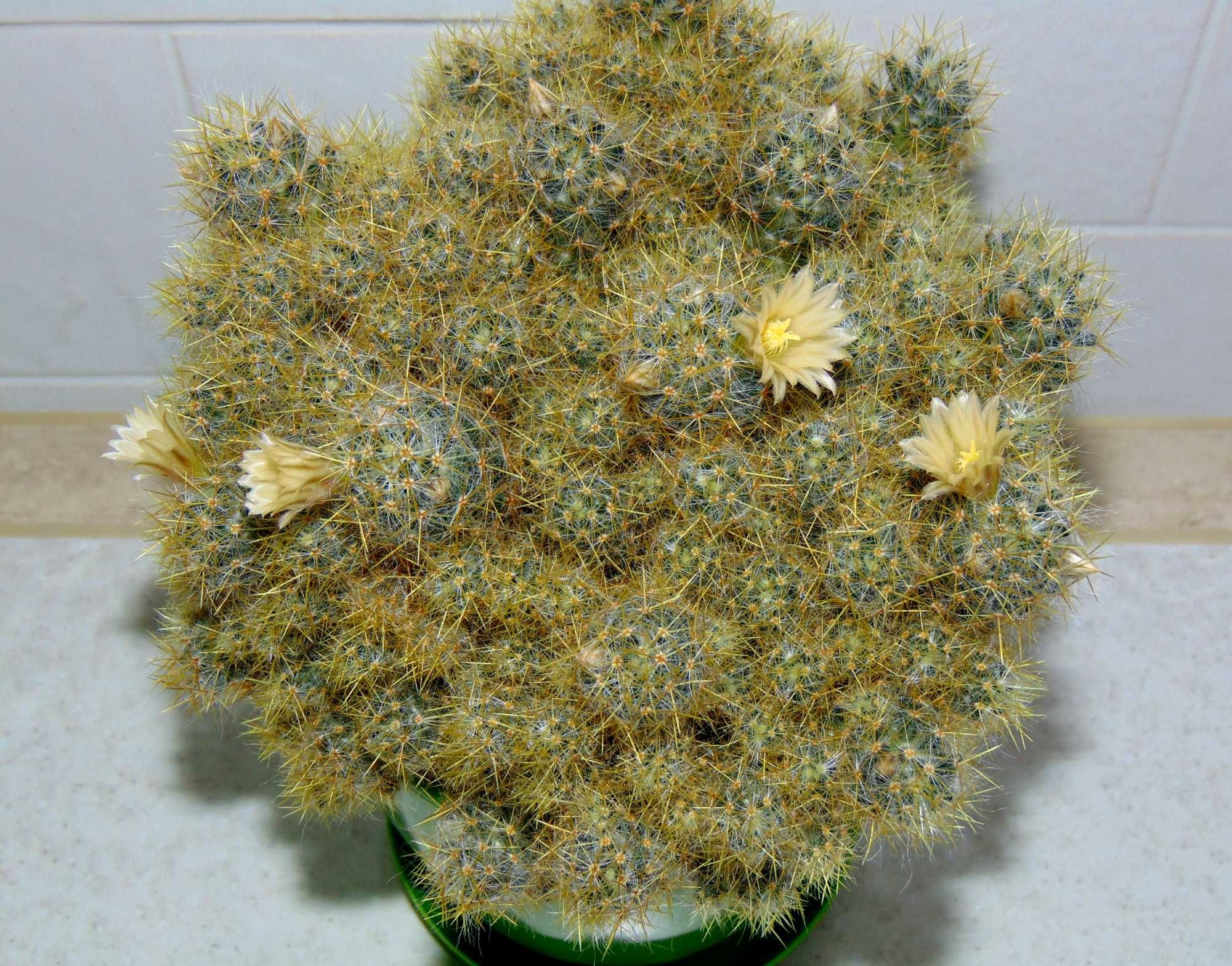 Кактус Маммілярія (Mammillaria prolifera), маммилярия отпрысковая