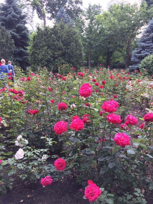 3-комнатная квартира на проспекте Шевченко, парк Победы